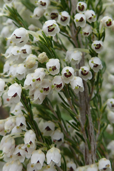 Tree Heath