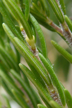 Tree Heath