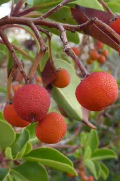 Eastern Strawberry Tree