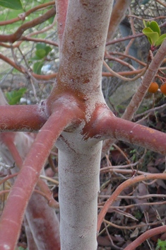 Eastern Strawberry Tree