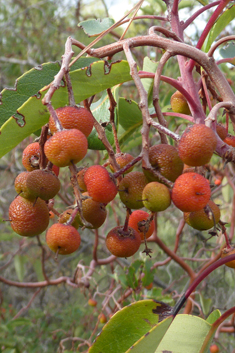 Eastern Strawberry Tree