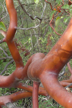 Eastern Strawberry Tree