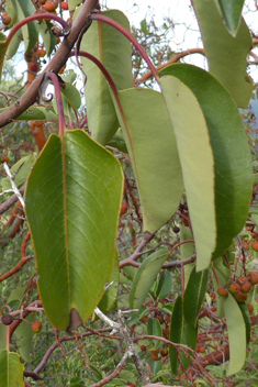 Eastern Strawberry Tree