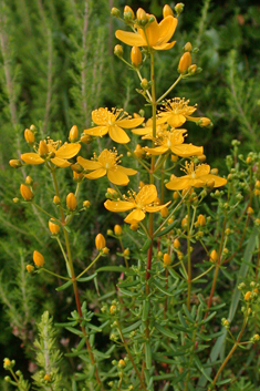 Crowberry-leaved St John's-wort