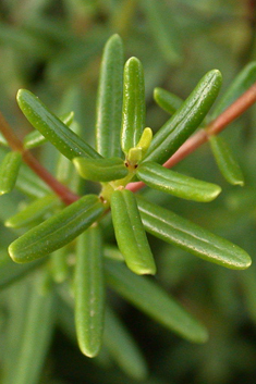 Crowberry-leaved St John's-wort