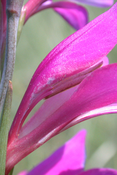 Field Gladiolus