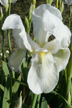 White Iris