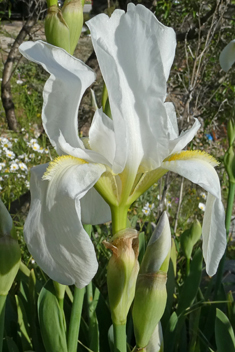 White Iris