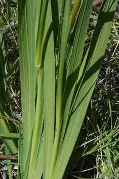Field Gladiolus