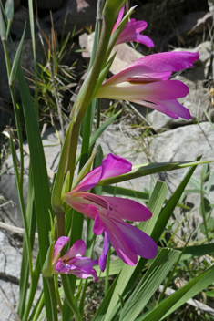 Field Gladiolus