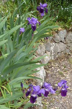 Bearded Iris