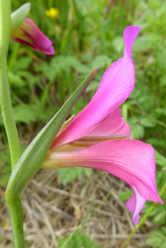 Field Gladiolus