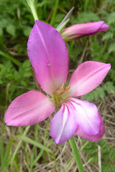 Field Gladiolus