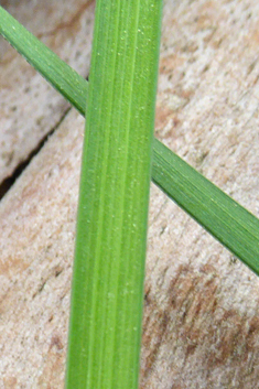 Algerian Iris