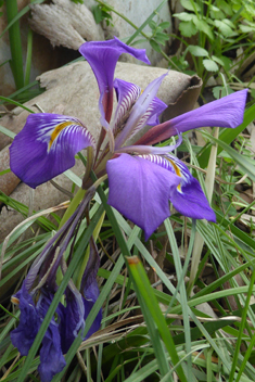 Algerian Iris