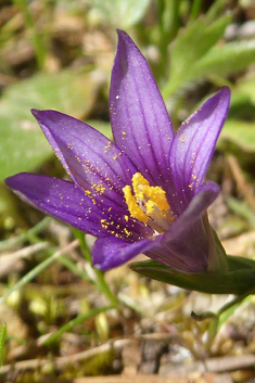 Purple Sand Crocus