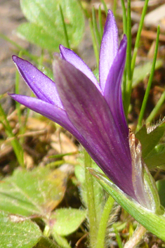 Purple Sand Crocus