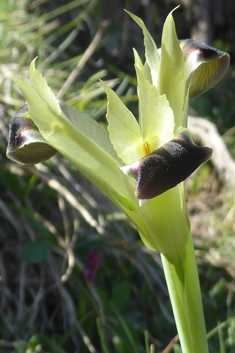 Snake's-head Iris