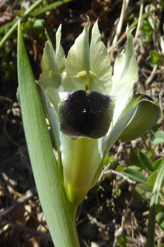 Snake’s-head Iris