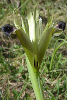 Snake’s-head Iris