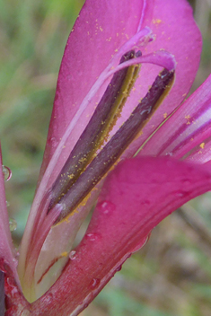 Field Gladiolus