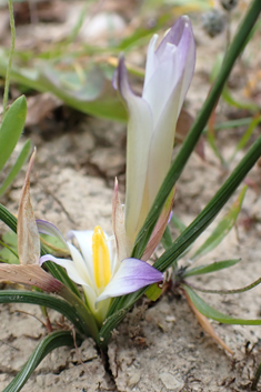 Large Sand Crocus