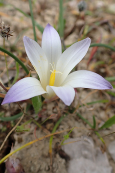 Large Sand Crocus