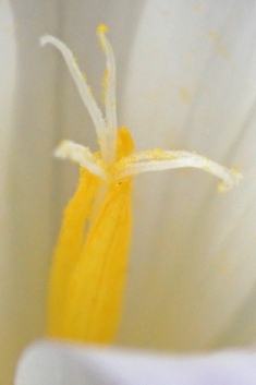 Large Sand Crocus