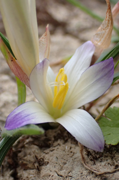 Large Sand Crocus