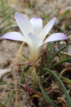 Large Sand Crocus