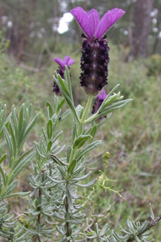 French Lavender