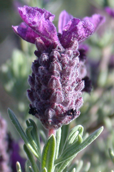 French Lavender