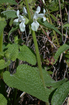 Small-spined Woundwort