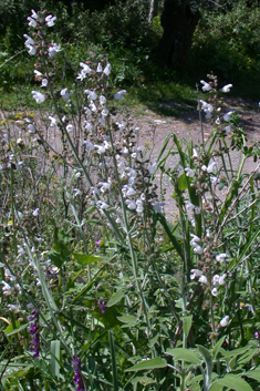 Shrubby Sage