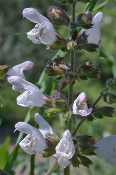 Shrubby Sage