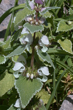 Musk Dead-nettle