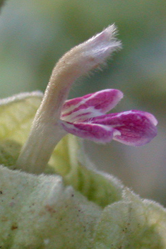 Greek Horehound