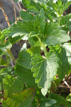 Rock Skullcap