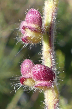 Rock Skullcap