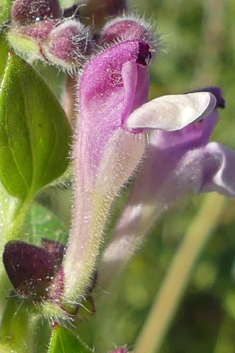 Rock Skullcap