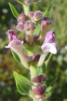 Rock Skullcap