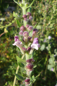 Rock Skullcap