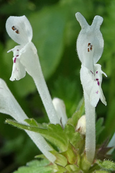 Bifid Dead-nettle