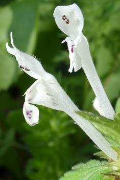 Bifid Dead-nettle