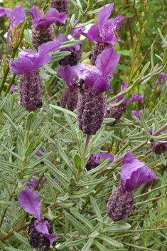 French Lavender