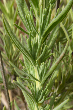 French Lavender