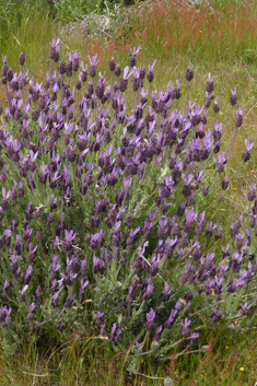 French Lavender