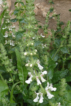 Stachys canescens