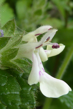 Stachys canescens