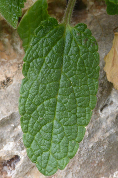 Stachys canescens